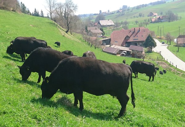 Bach Oberbalm, Bauernhaus im Hintergrund, Angus-Rinder im Vordergrund auf grüner Wiese